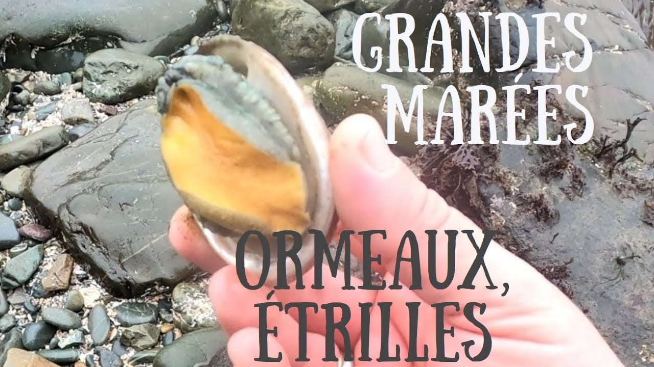Grandes marées - Ormeaux, étrilles...