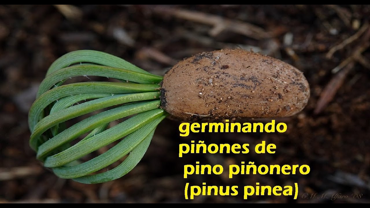 germinando piñones de pino piñonero (pinus pinea)