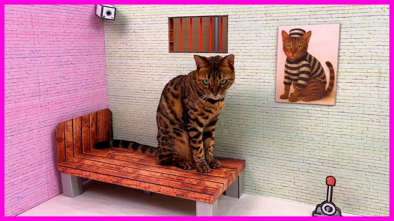 КАРТОННАЯ ТЮРЬМА для нашего кота 3 🐈 | Большой побег!
