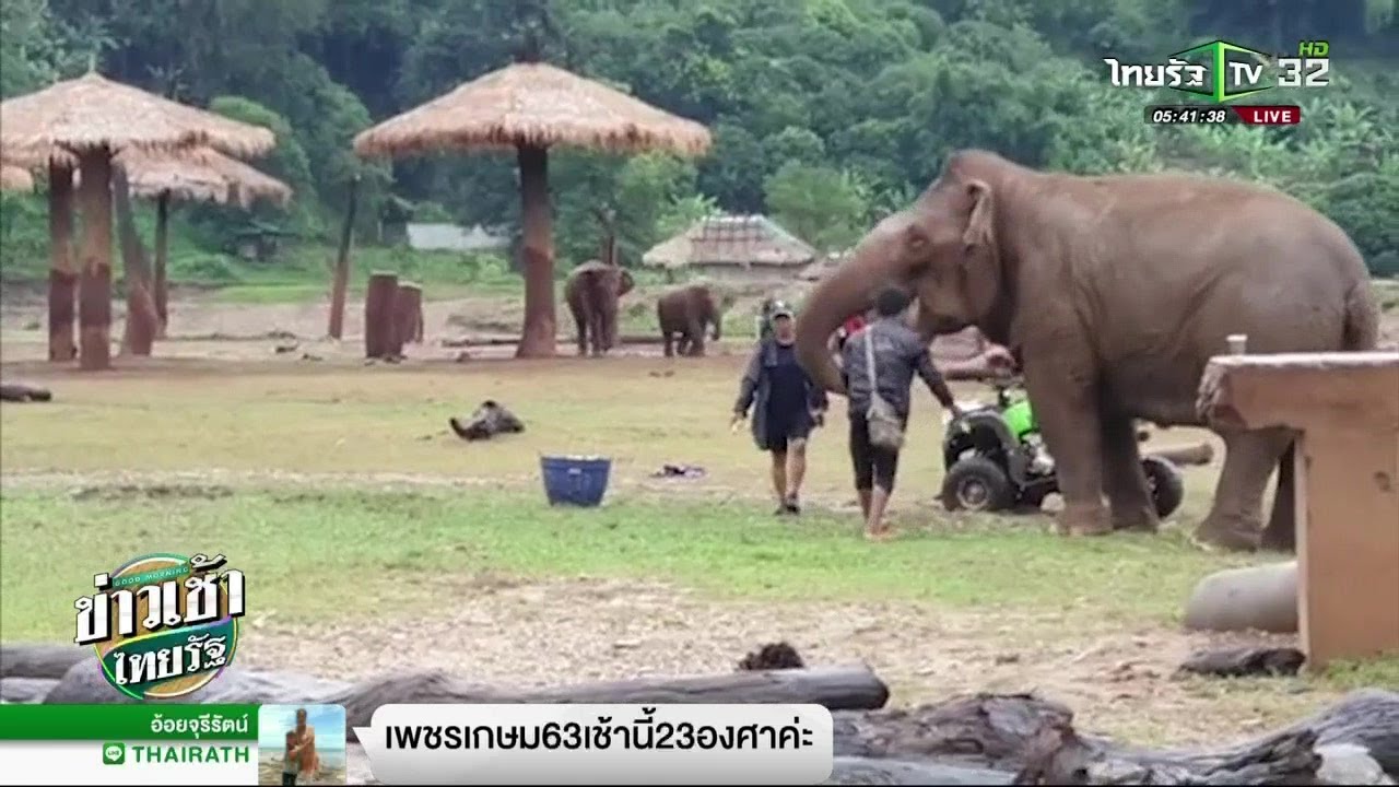 ปางช้างไร้โซ่และตะขอแห่งแรกของโลก | 14-12-61 | ข่าวเช้าไทยรัฐ