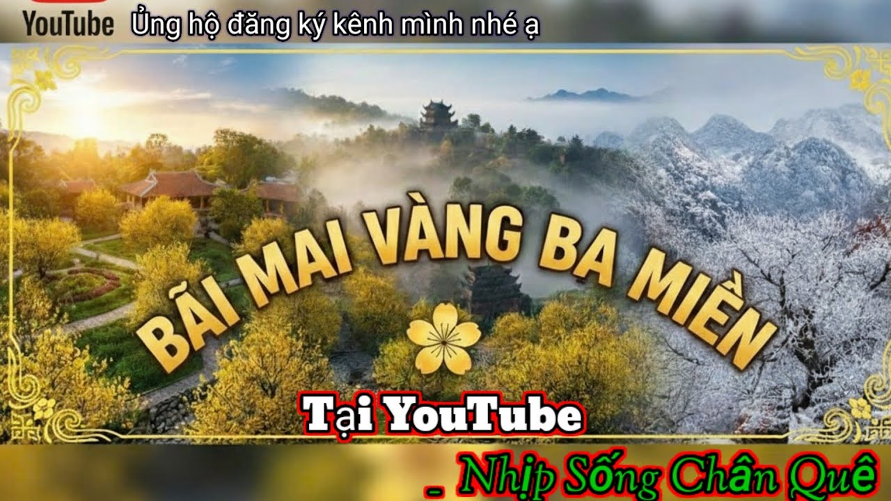 Nhịp Sống Chân Quê đang phát trực tiếp! bán mai vàng tại bãi mai vàng ba miền