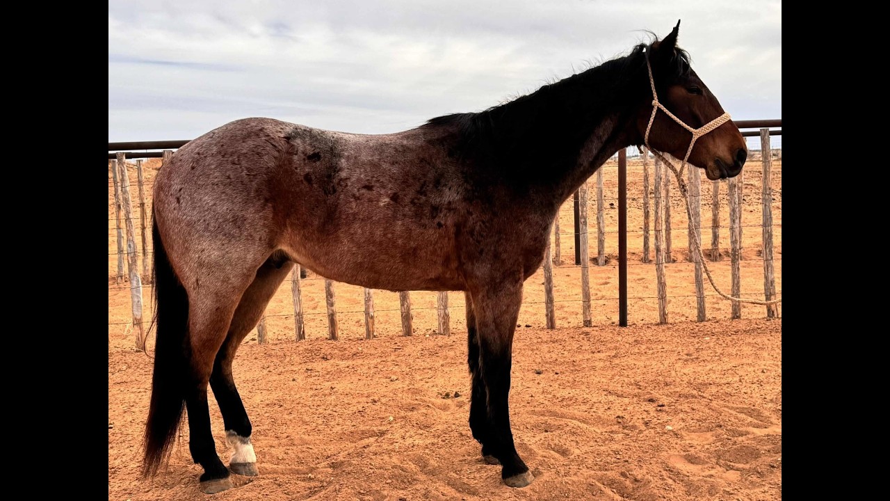 AQHA 2022 Bay Gelding - Started Head Horse - Unavailable