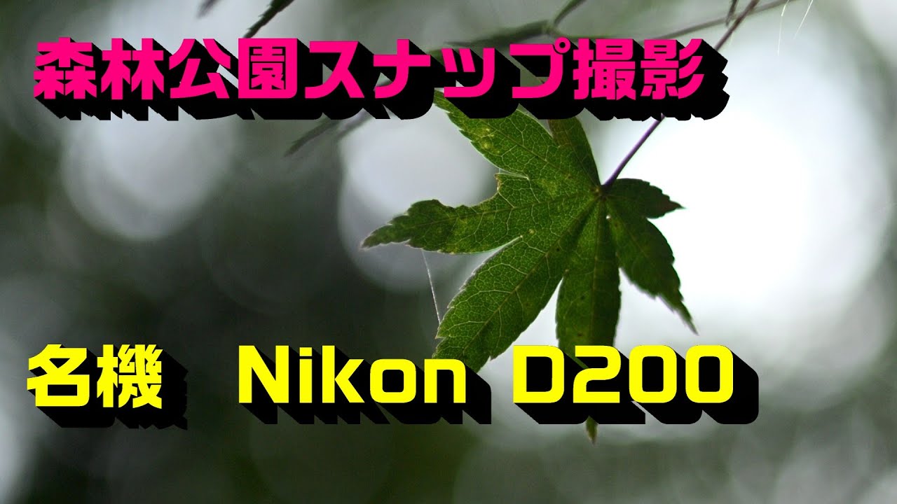 Nikon D200 CCD 4K photo PART6　撮影地｜桜ヶ丘公園(秋) Tokyo