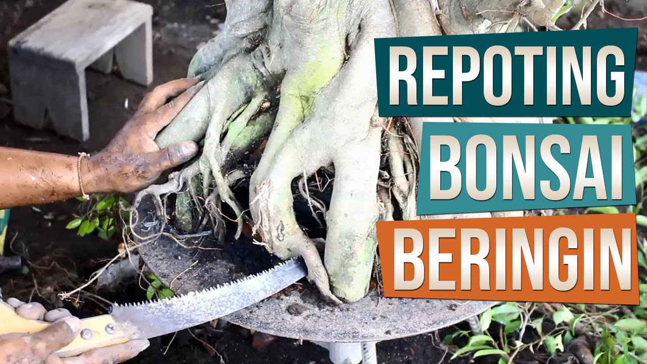 Proses Repotting Bonsai Beringin (Ficus Benjamina)