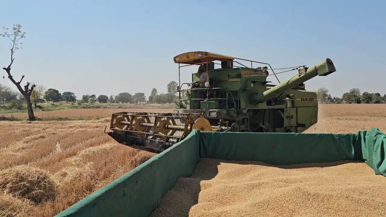 HI-1650 गेहूं आज से गेहूं कटाई का शुभारंभ #farming #agriculture #wheat #farmlife #kisan #village 