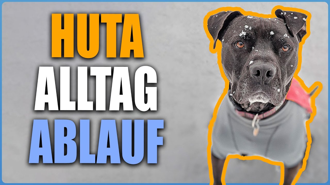 Kurz vor Weihnachten in der HuTa - Welpentagebuch Tag 28