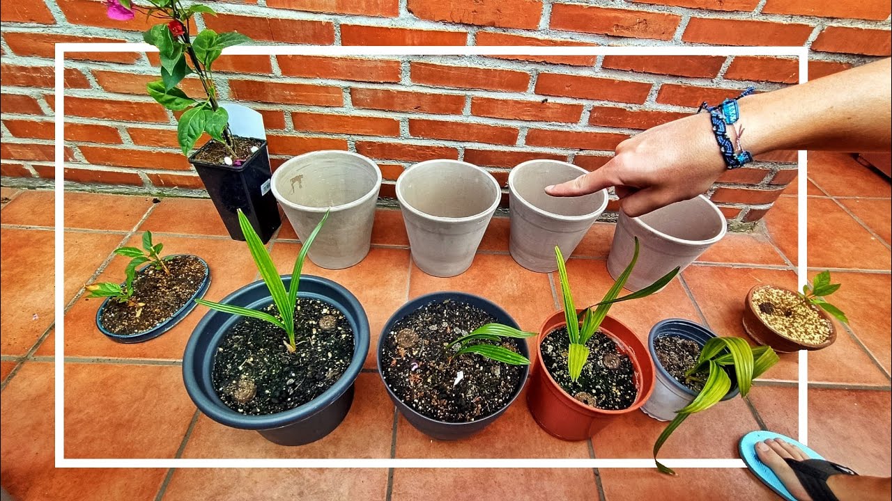 Experimento tierras para 🌴 palmeras + SORPRESA