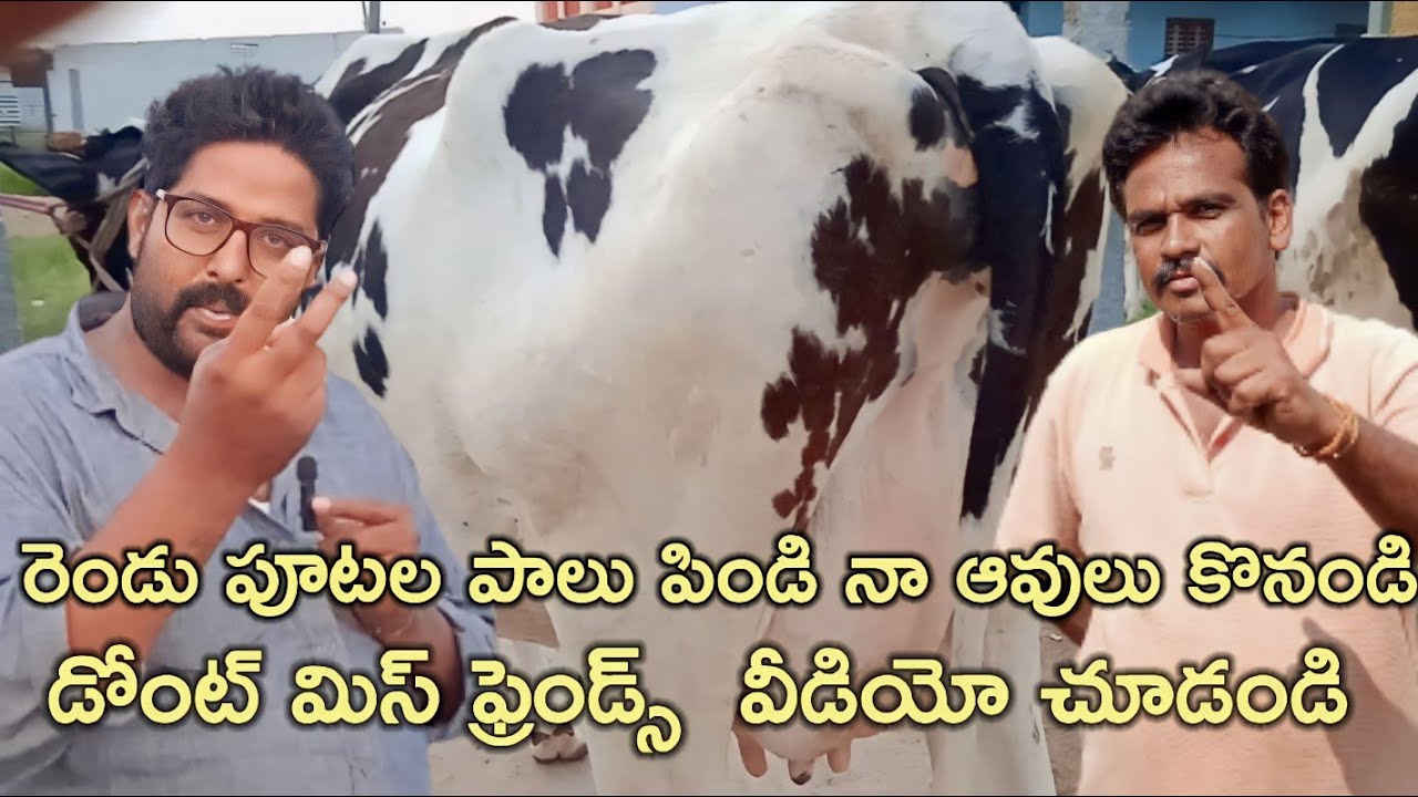 రెండు పూటల పాలు పిండుకుని నా ఆవులు కొనండి ఆంటున్న రైతు ఇలాంటి వీడియో  రేయర్ గా  #rktelugutravaller