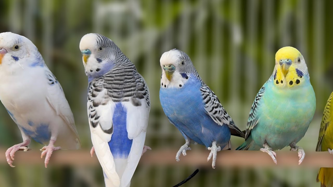 happy budgie sounds