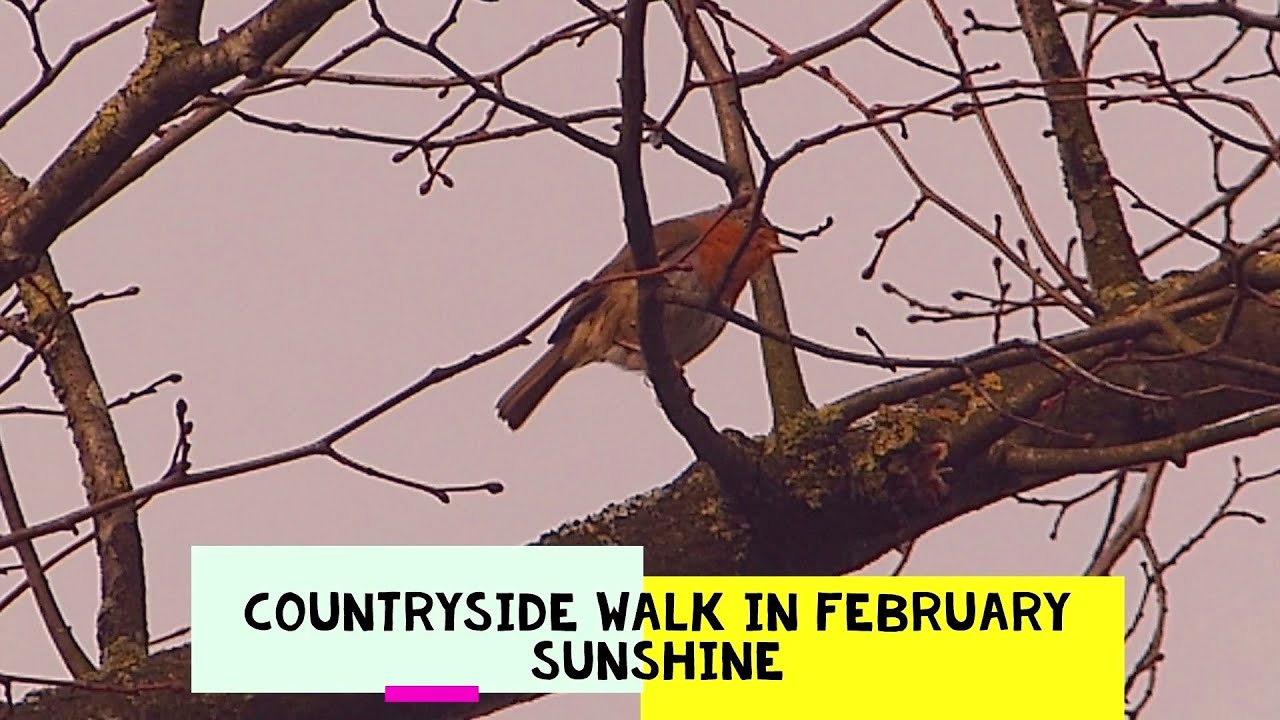 Countryside walk in February sunshine