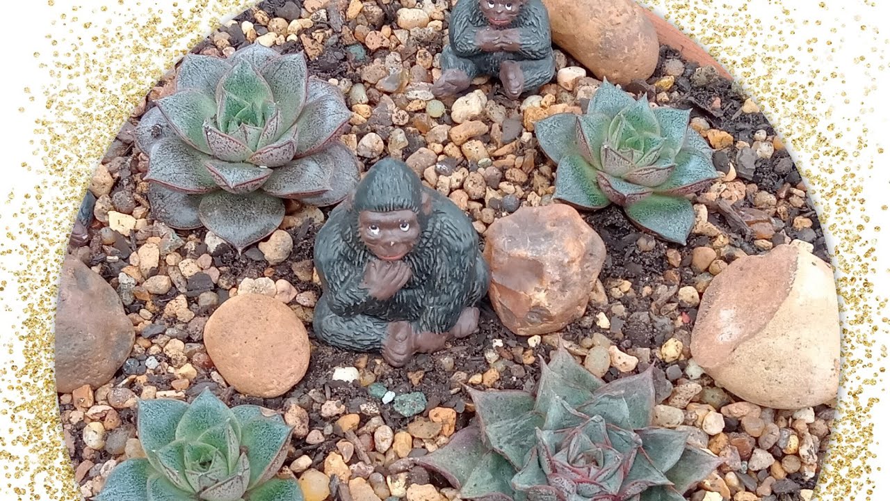Como cuidar da echeveria dionysos