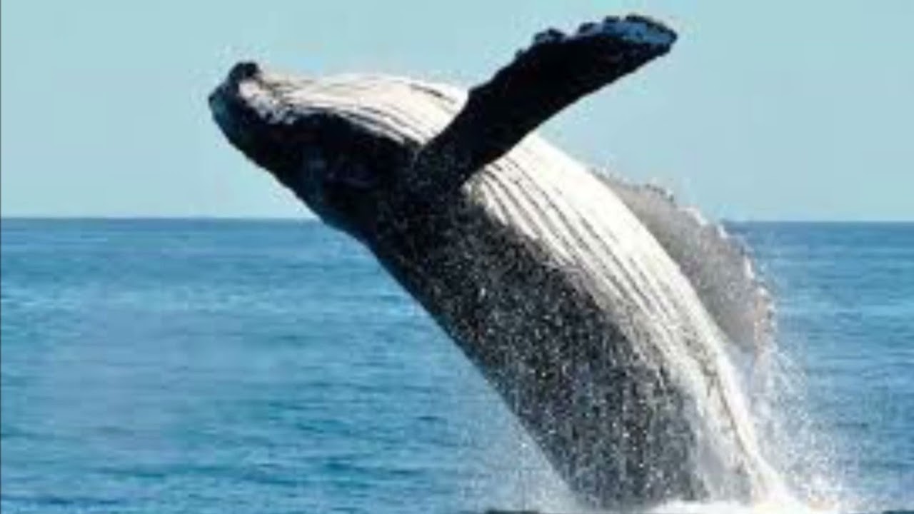 Կետեր 🐳🐳🐳