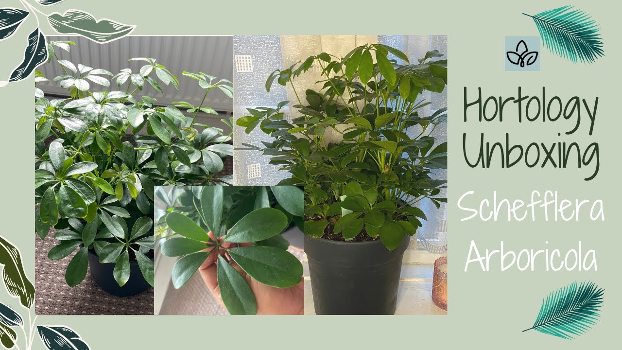 Schefflera Arboricola - Dwarf Umbrella Tree Unboxing | Hortology Plant Unboxing|