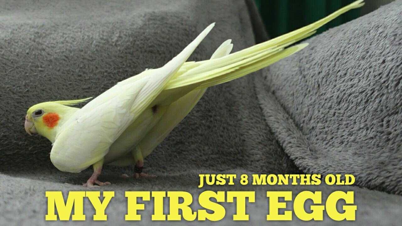 My Bird LAID AN EGG At Just 8 MONTHS OLD 😱 Pregnant Cockatiel Behavior