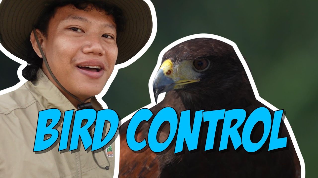 Bird Control (Harris Hawk)