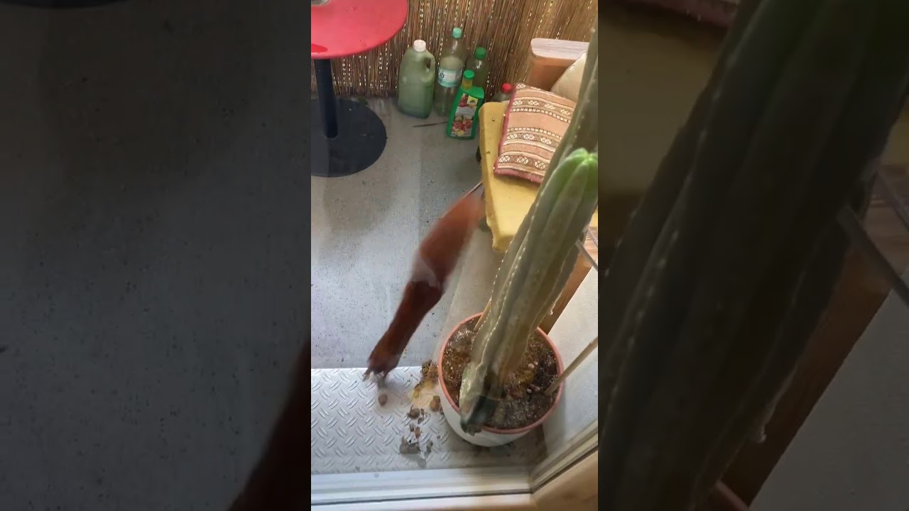 red squirrel burying a nut in a chili plant