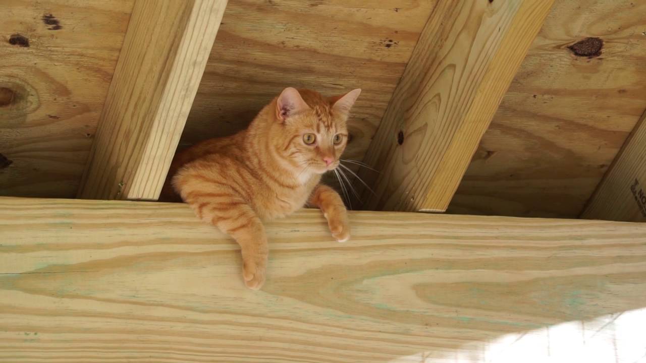 Loganberry Investigates Rafters