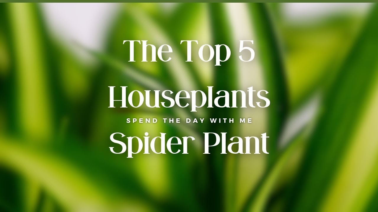 Creating an Indoor Oasis with Spider Plants