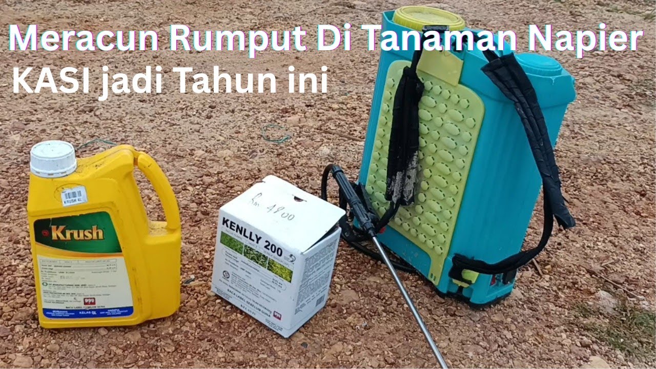 Ep 165: Meracun Rumput Dan Anak Pokok Di Kawasan Tanaman Napier
