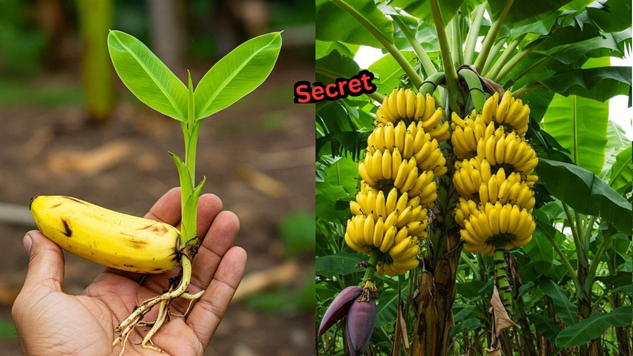 🔴 LIVE   🌱 Banana Tree Propagation from Banana | Easy Gardening Trick | 