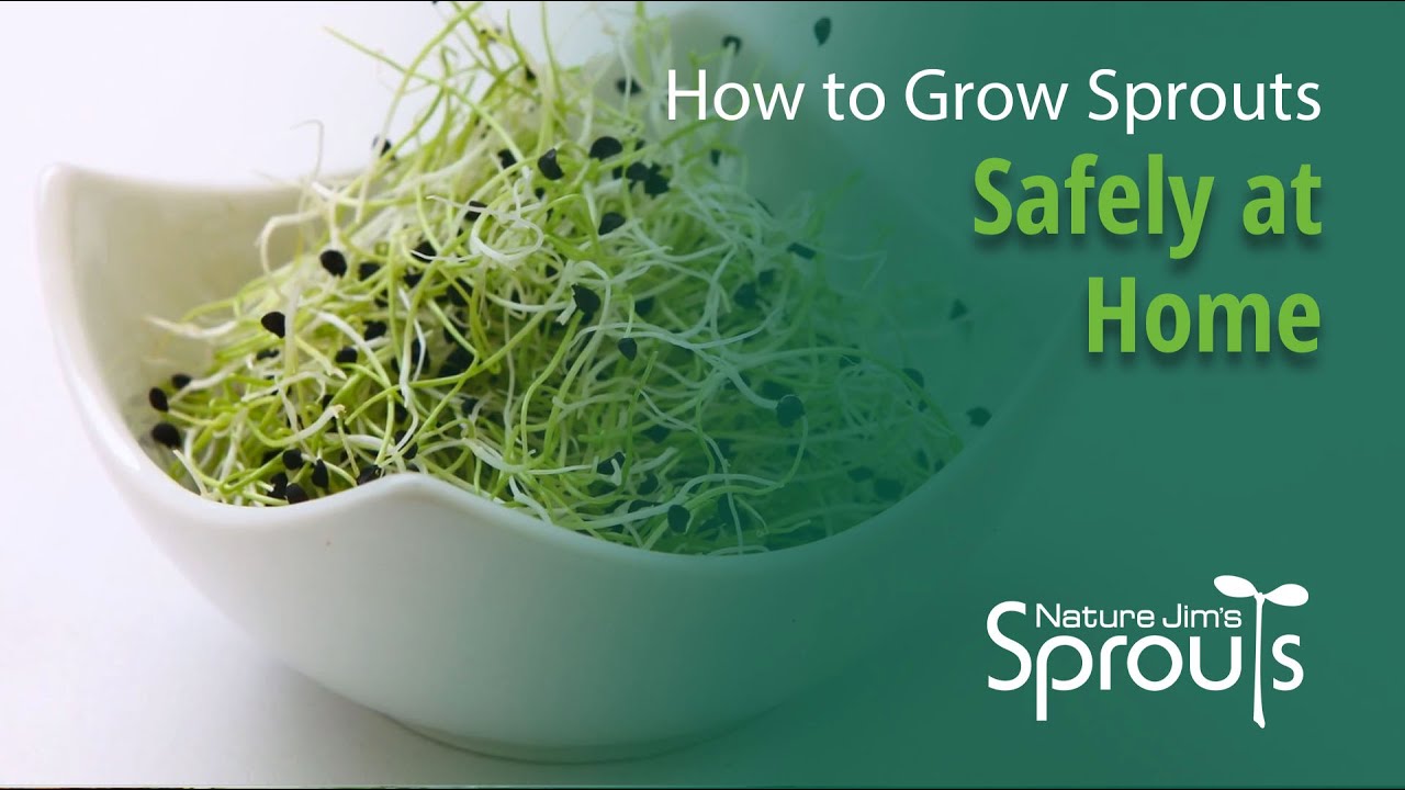How to Grow Sprouts Safely at Home  | Nature Jim's