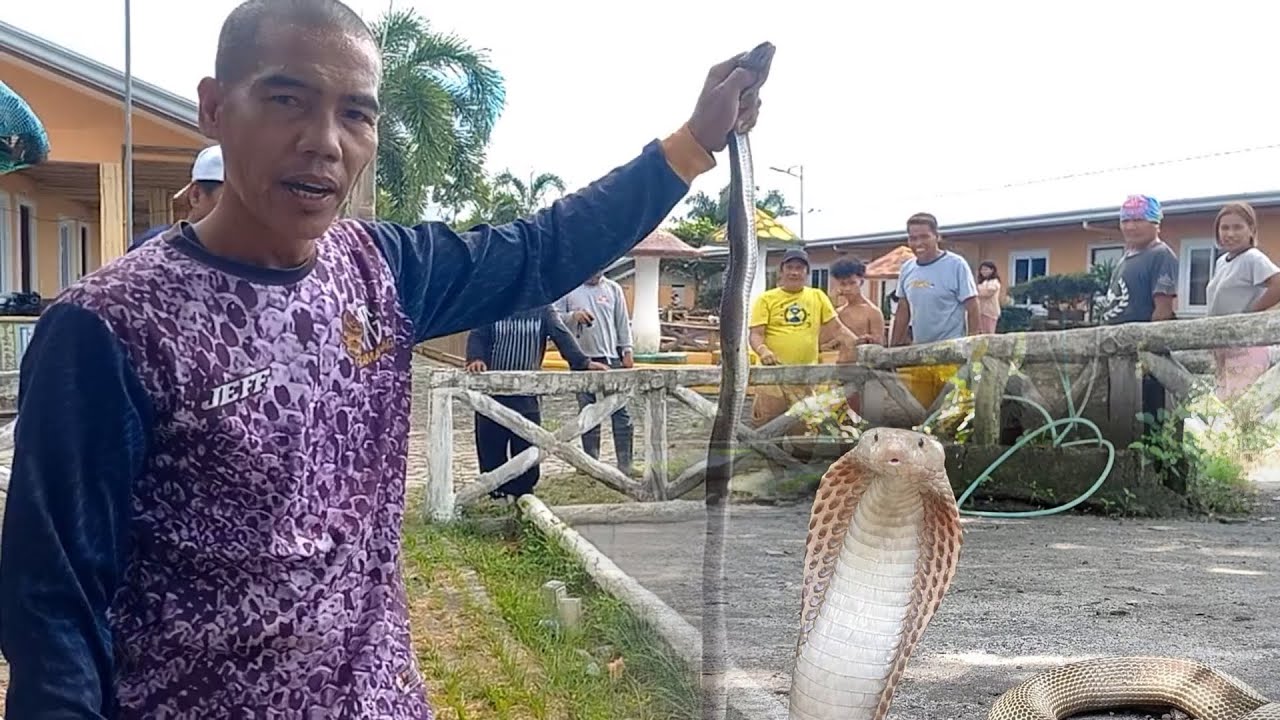 Cobra sa Resort ng Botolan, Zambales | JTG Kamandag