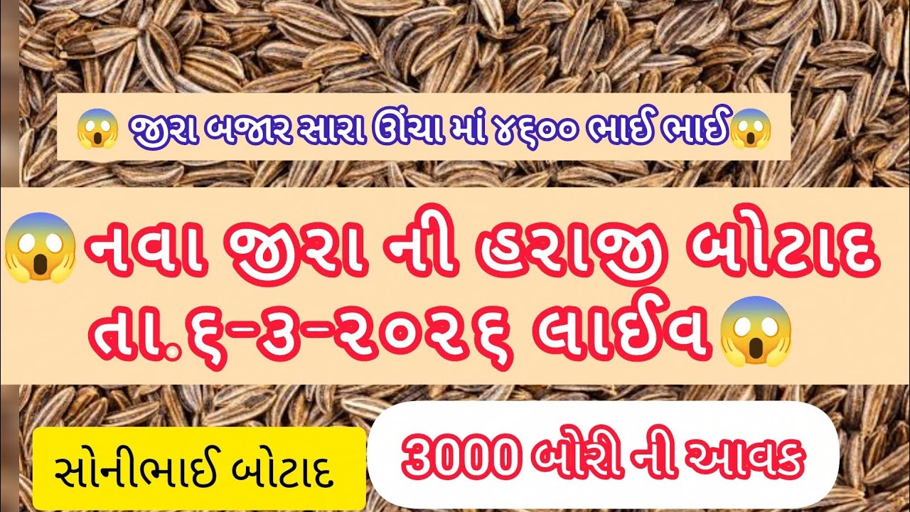 🔵😱તા.૬-૩-૨૬|જીરા ની હરાજી|બોટાદ યાર્ડ|#sonibhaibotad #બોટાદ #જીરુંનોભાવ 