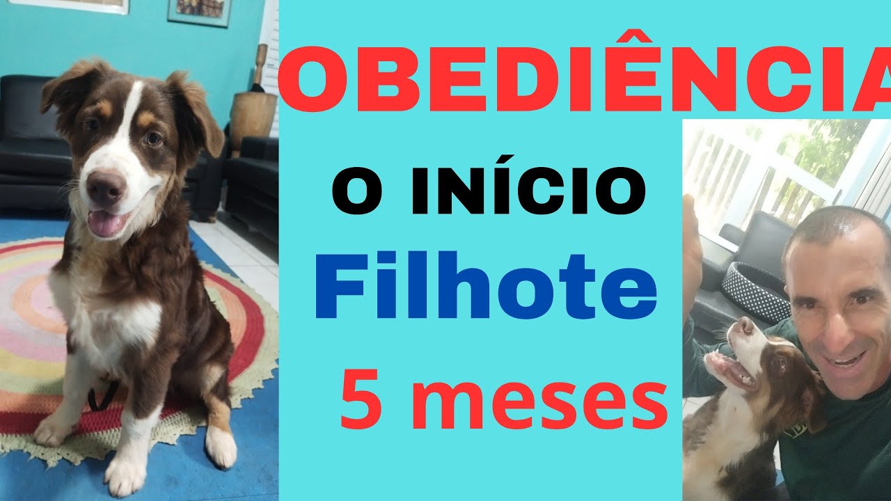 Como fazer o treinamento de cães filhotes.