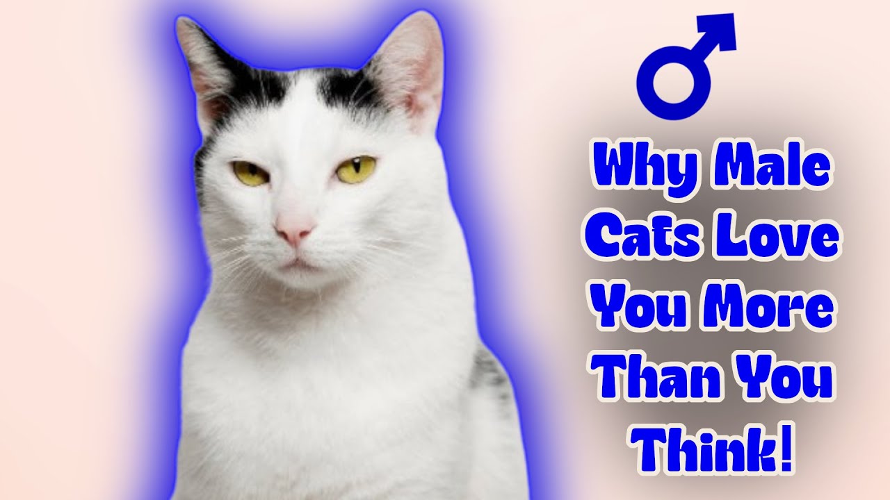 10 Surprising Facts About Male Cats That Will Shock You!