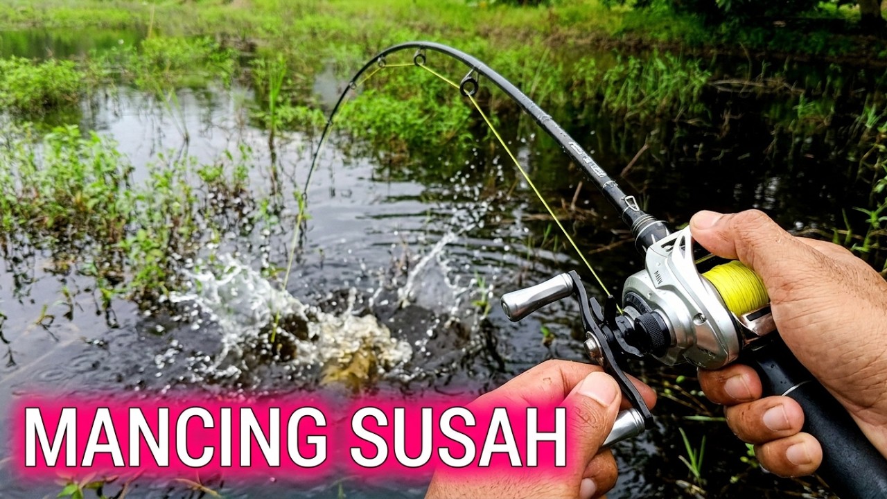 Susahnya mencari Ikan Gabus ketika Air Dalam | Mancing | Casting Ikan Gabus #mancing
