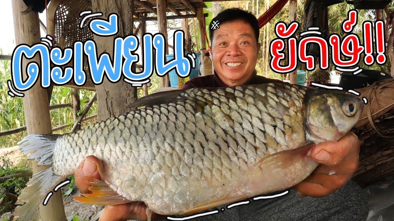 ตะเพียนยักษ์!! ปลาห่อใบตอง 2คืน 3วัน ลุ้นมาก จะกินไดไหม? l SAN CE