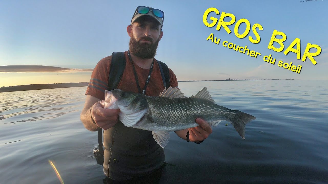 Du (gros) BAR au coucher du soleil - Pêche au leurre de surface