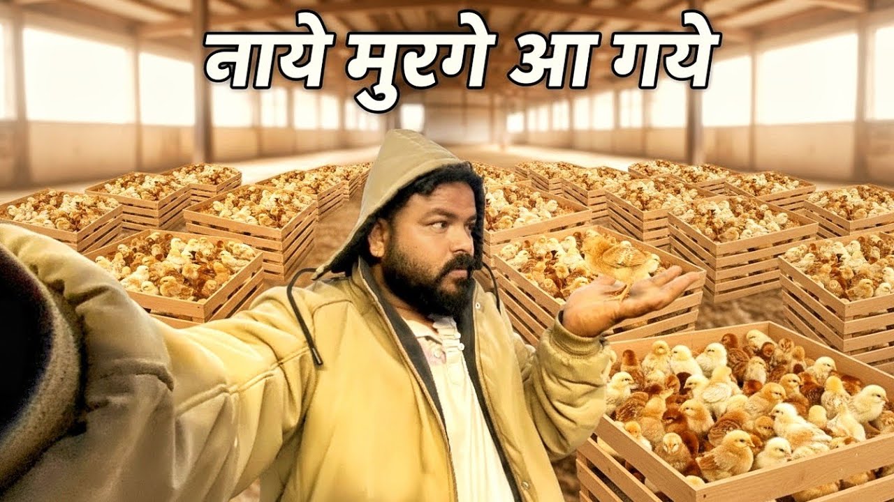 फाइनली न्यू मुर्गी आ गए 🐣न्यू वीडियो फार्म