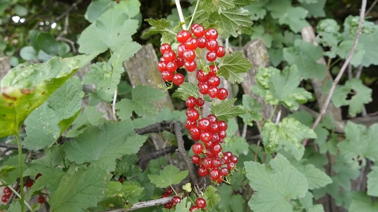 Tajna mog vrta ep. 77 22.07.2022. Ribizle, divlje ribizle, boranija, arpadžik, kruške