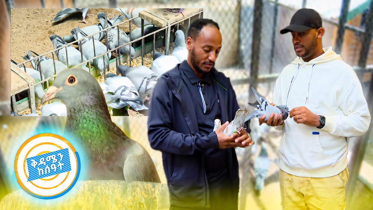 2.1 ሚሊየን ዶላር የሚሸጠው እርግብ ሀገራችን ገባ....!! ከአዳማ የተለቀቁት እርግቦች ምን ገጠማቸው? //በቅዳሜን ከሰአት//