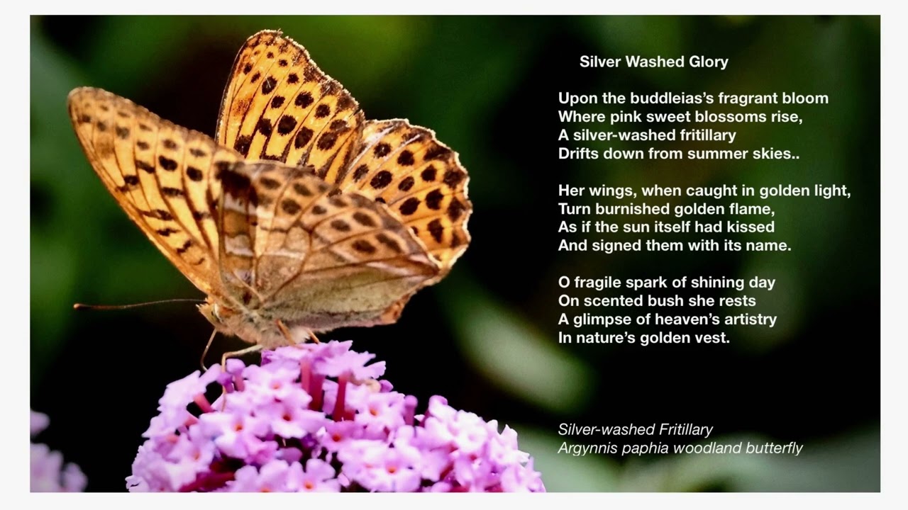 Silver-washed Fritillary Butterfly poem. Matthew kjv a garden of deep communion. {More...}