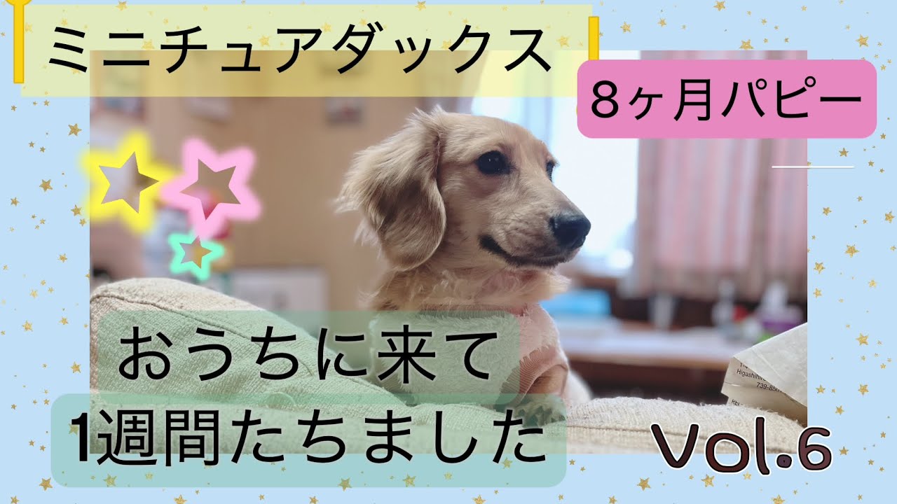 ミニチュアダックス 8ヶ月のパピー犬をお迎えして1週間たちました シェーデッドイエロー