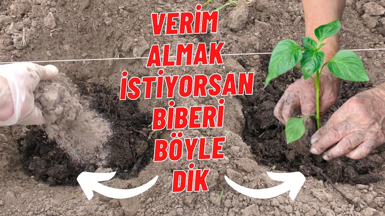 BİBER ÇUKURUNA BUNLARI KOY VE VERİMİ ARTTIR I  #biber gübreleme