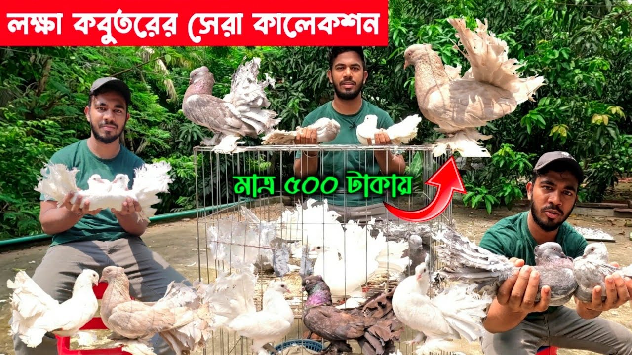 মাত্র ৫০০ টাকায় লক্ষ কবুতর || lokka kobutor || kobutor hat 2024 | lokka kobutor price 2024