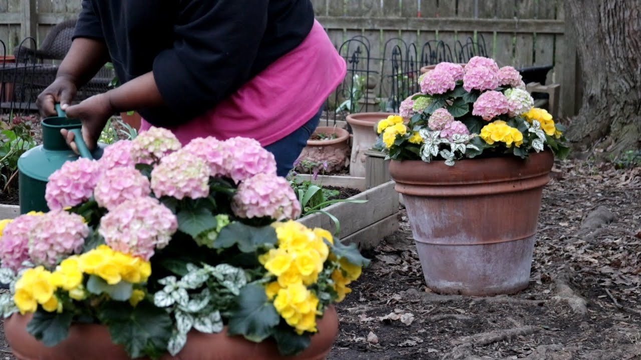 SHADE GARDEN WORK DAY:EARLY SUMMER CONTAINERS +GARDEN CHALLENGE & HUGE TERRACOTTA POTS /GARDEN QUEEN