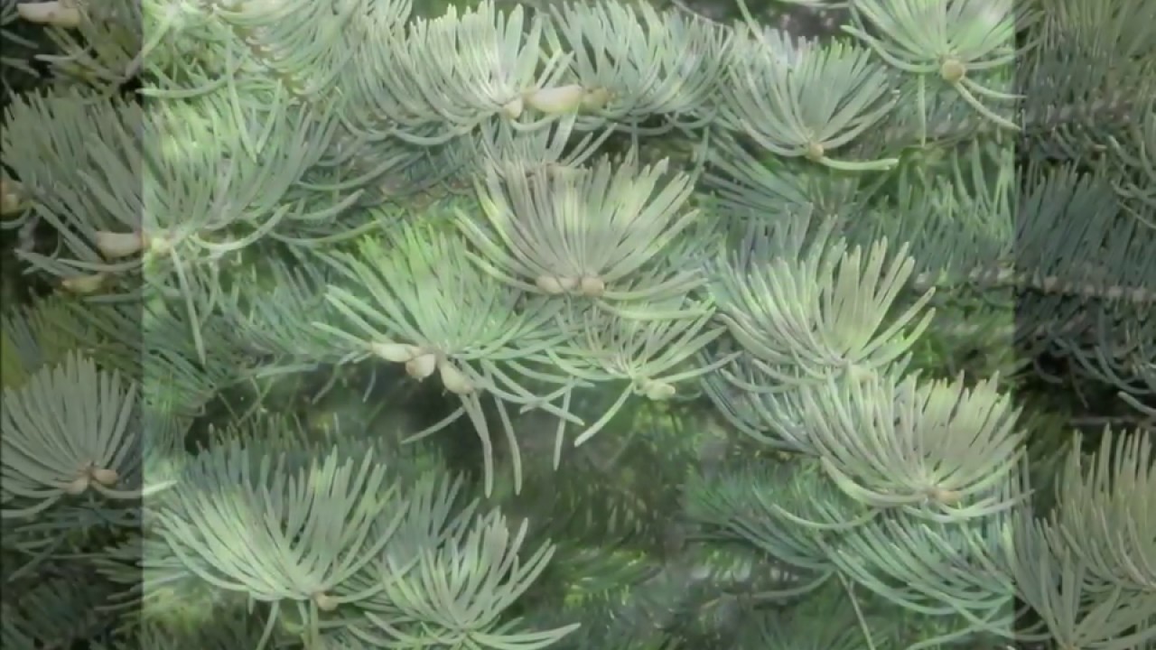 Kolor&aacute;d&oacute;fenyő (Abies concolor) - vide&oacute; k&eacute;pekben
