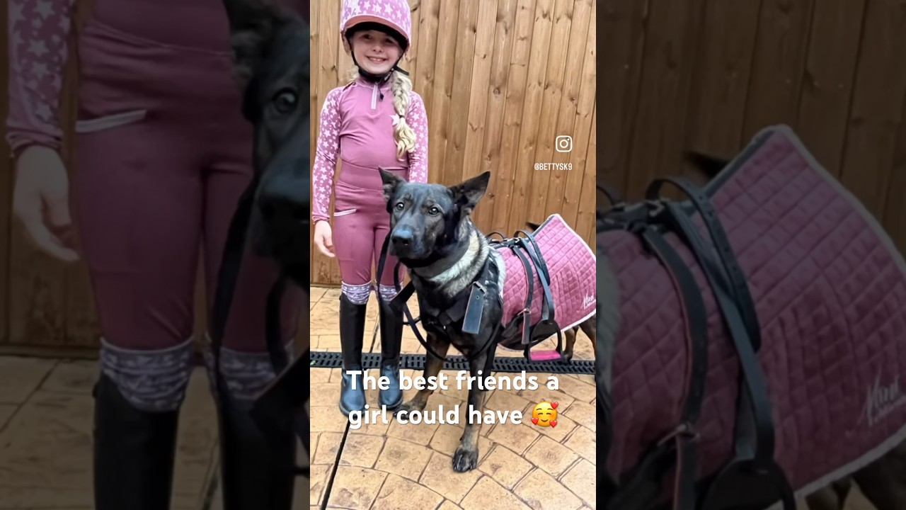 The new #lemieux  orchid set 🥰WOW  #equine  #ponies #orchid #funnydogs