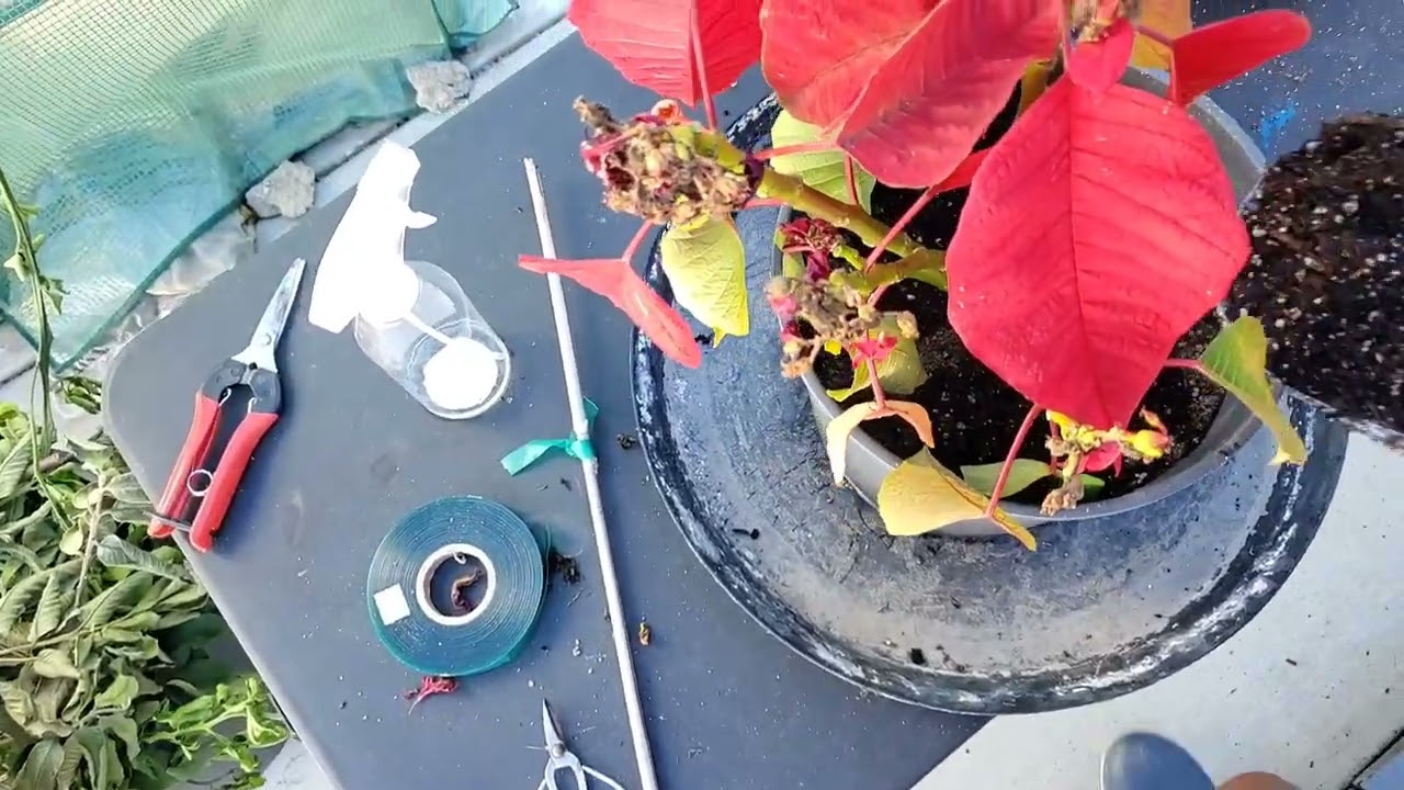 2026 plant repotting