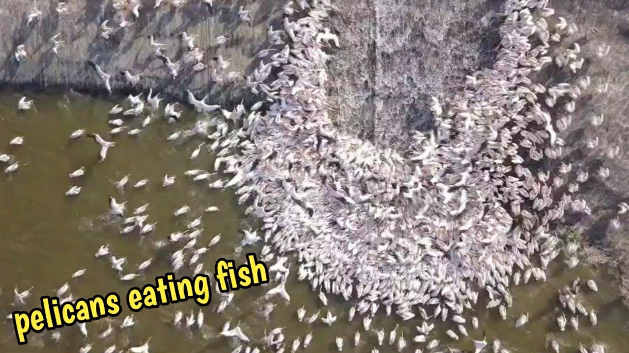 flock of pelicans eating fish | American white pelican |