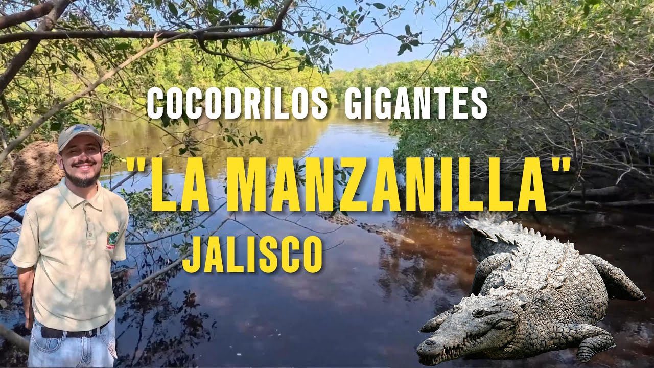 Recorre sus senderos elevados para observar cocodrilos americanos en su hábitat, aves y un museo