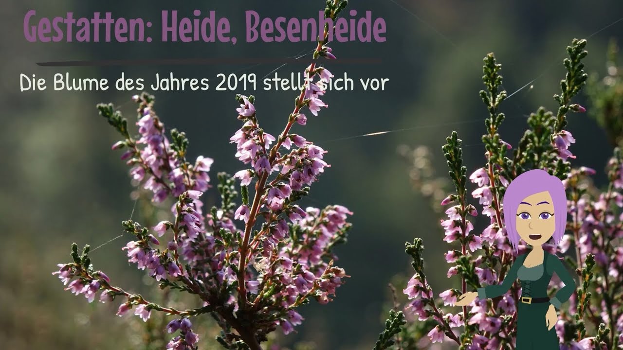 Die Intelligenz der Besenheide