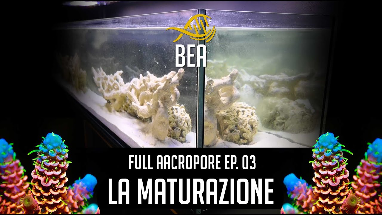 Sistema Full Acropore by BEA – Ep. 3: La Maturazione