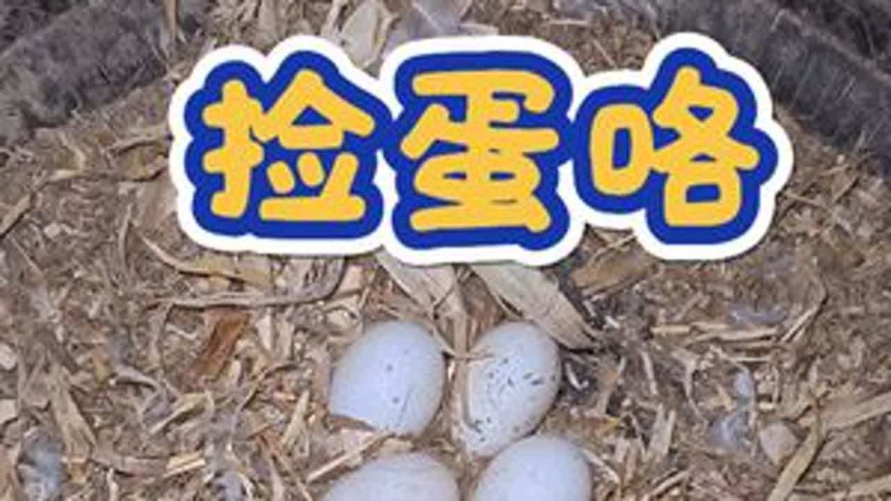捡蛋啦！#上热门话题🔥🔥🔥 #土鸡蛋 #农村生活 #农村创业养殖 #农村土鸡蛋