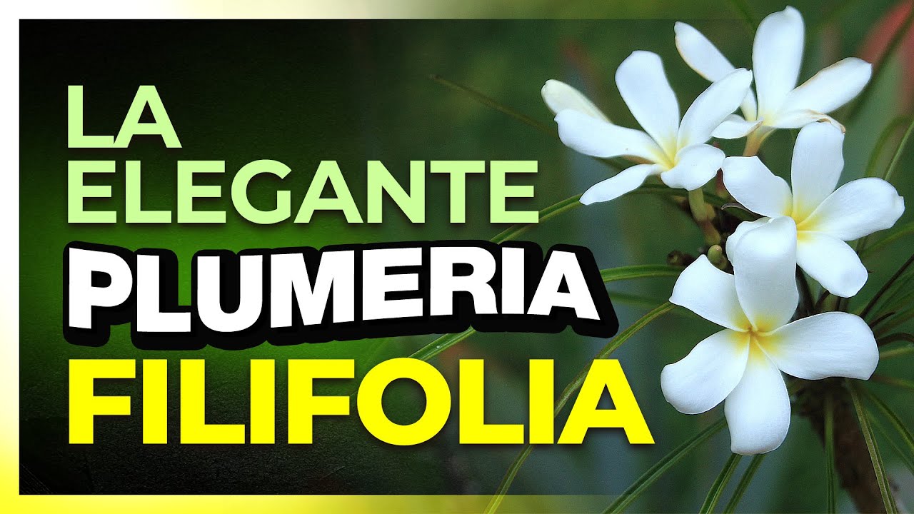 🌱 Plumeria FILIFOLIA 🤩 oriunda de Cuba 🇨🇺 #plumeriafilifolia #plumerias #plumeriastenophylla