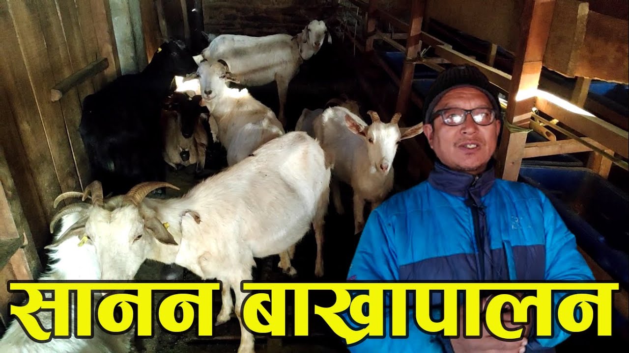 Sanan Bakhra Palan Nepal सानन जातको बाख्रा कसरी पाल्ने||डिल बहादुरको सफलताको कथाGoat Keeping Nepal